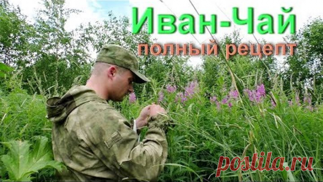 Иван Чай, Кипрей, сбор, заготовка чая на год. Ферментация чая.