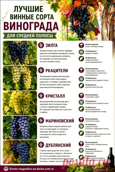 Лучшие винные сорта винограда для средней полосы