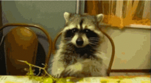 20 милейших енотов, которые никого не оставят равнодушными / Питомцы