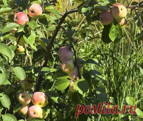 Об эффективных способах борьбы с плодожоркой от опытного садовода — 6 соток