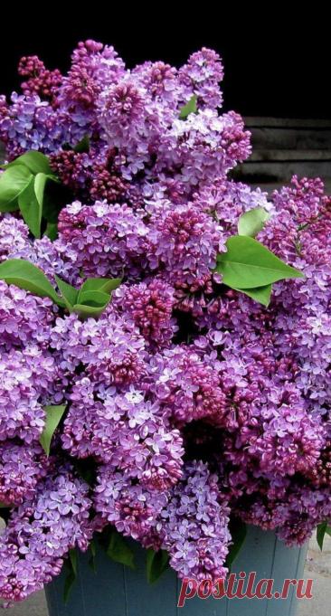 Пин на доске яСИРЕНЬ