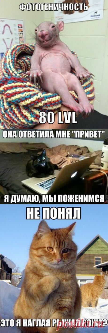 КОТЭ И ДРУГИЕ... (ОТ РЖЕВСКОГО)-3 | Сайт Союза Юмористов