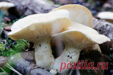 Черви — не гарантия. Эксперт Зыков прокомментировал миф о ядовитых грибах. Вокруг грибов масса народных примет. Многие верят, что, если черви едят гриб, значит, он съедобный. Ведь ядовитый они не стали бы и трогать, — логично добавляют многие.