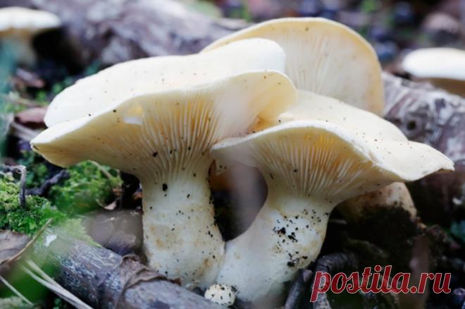 Черви — не гарантия. Эксперт Зыков прокомментировал миф о ядовитых грибах. Вокруг грибов масса народных примет. Многие верят, что, если черви едят гриб, значит, он съедобный. Ведь ядовитый они не стали бы и трогать, — логично добавляют многие.