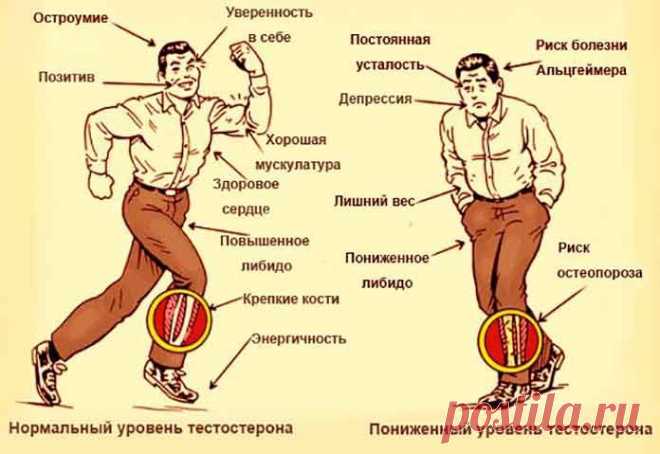 Как повысить тестостерон у мужчин естественными способами | Сами Доктора