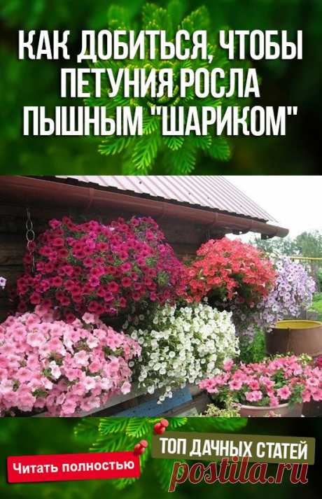 (57) Pinterest