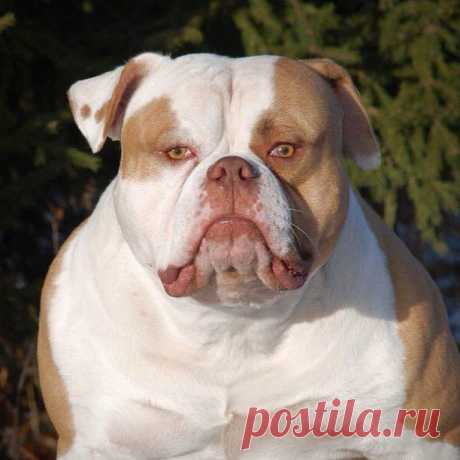 Рыжие, большие и ооочень добрые!