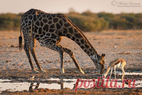Большие и маленькие животные вместе;) Удивительно тёплые фотографии — Фотоискусство