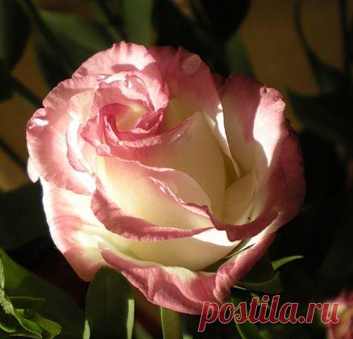 Розы и подарки друзей -Думаю о тебе