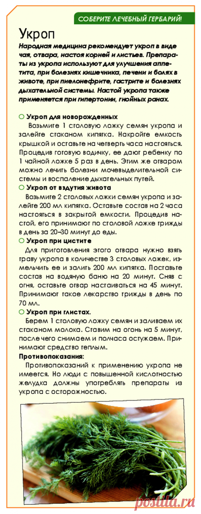 Укроп
