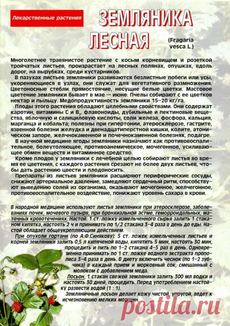 Земляника лесная