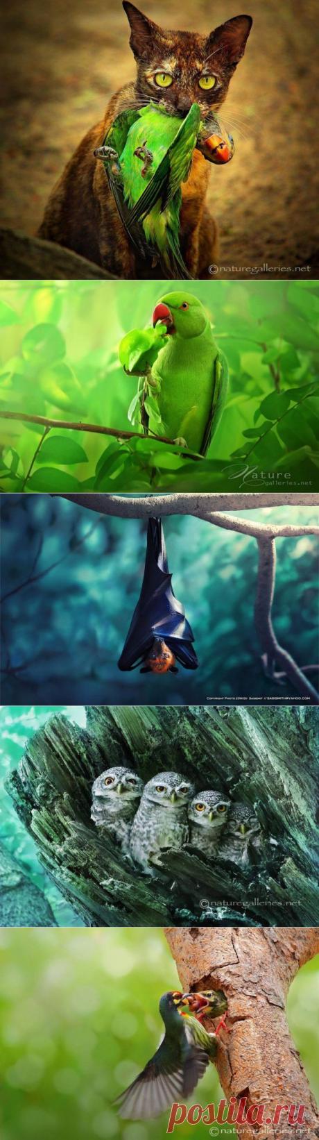 Невероятные снимки дикой природы | Улетные картинки