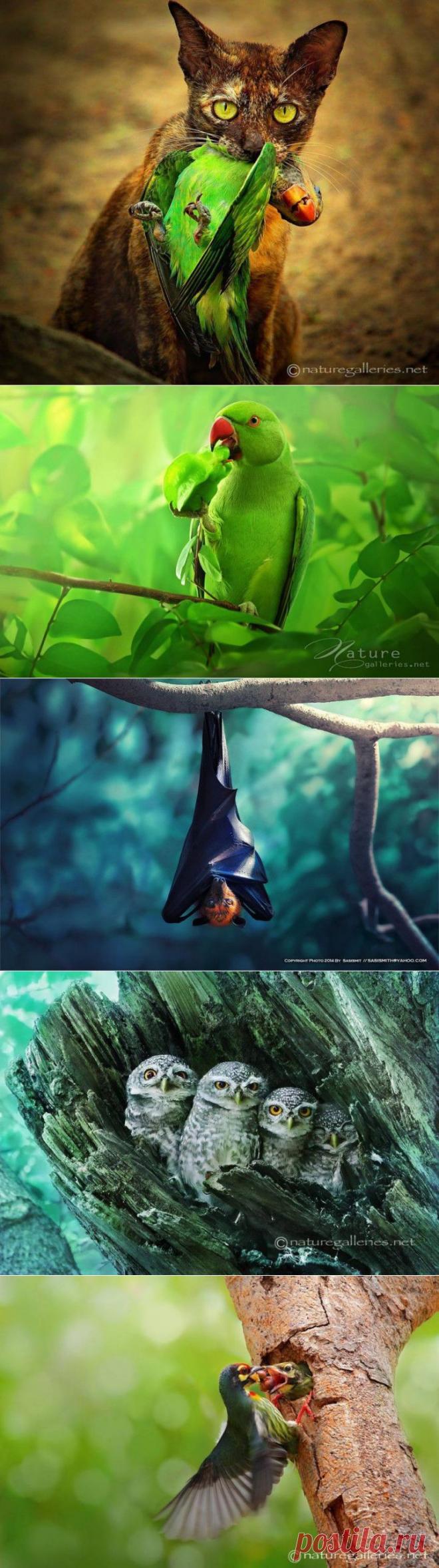 Невероятные снимки дикой природы | Улетные картинки