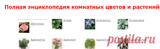 Полная энциклопедия комнатных цветов и растений