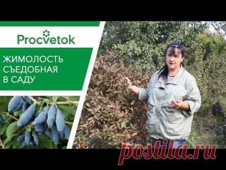 ЖИМОЛОСТЬ СЪЕДОБНАЯ: всё, что важно знать о посадке и уходе