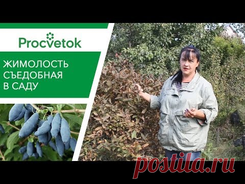 ЖИМОЛОСТЬ СЪЕДОБНАЯ: всё, что важно знать о посадке и уходе
