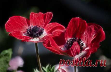 Фотография Трогательны анемоны из раздела природа №5812087 - фото.сайт - Photosight.ru