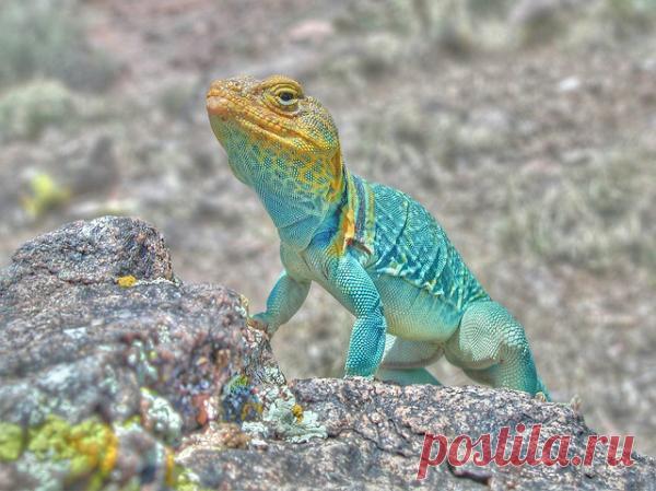 Самые красивые ящерицы