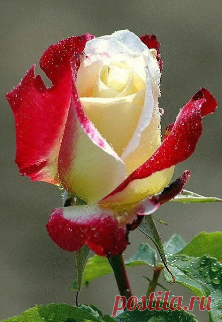Google+
