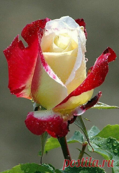 Google+