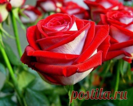 Бесплатные поздравления на все случаи жизни
Стрела Любви