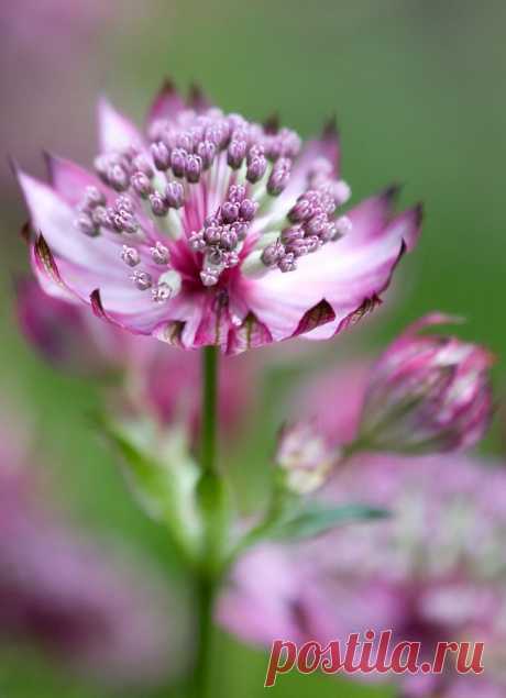 Astrantia Moulin Rouge by Cherry Annette on 500px* | Flowers