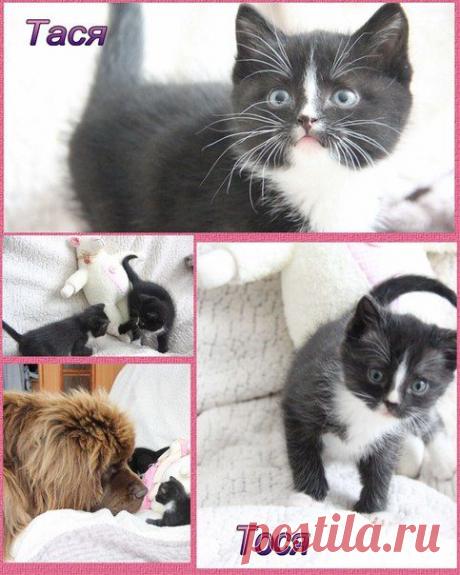 Пёс &amp; Кº (Екатеринбург)