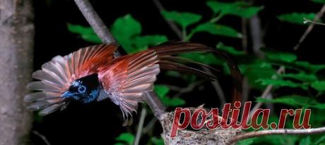 Чтобы увидеть красоту райских птиц, не обязательно лететь в тропики. Райская длиннохвостая мухоловка, одна из красивейших птиц нашей планеты, обитает на территории России.