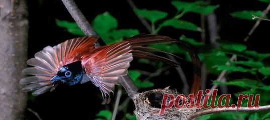 Чтобы увидеть красоту райских птиц, не обязательно лететь в тропики. Райская длиннохвостая мухоловка, одна из красивейших птиц нашей планеты, обитает на территории России.