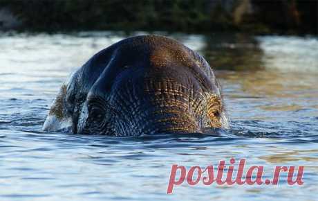 Swimming-elephant.jpg (600×378)