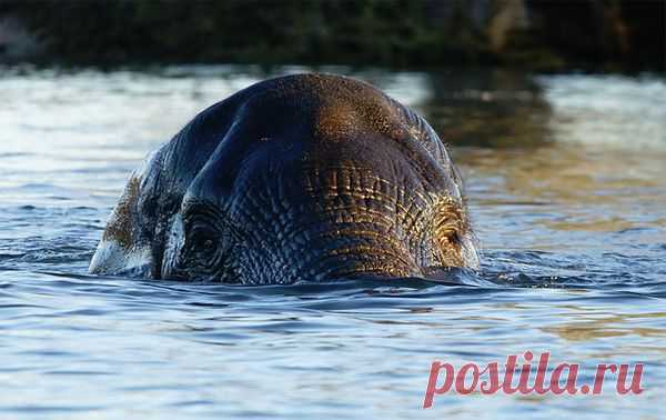 Swimming-elephant.jpg (600×378)