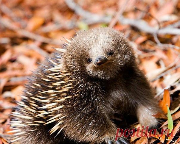 Милая ехидна