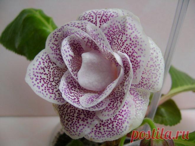 ГЛОКСИНИЯ. Правильный уход.