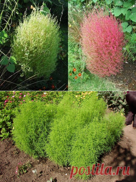 Кохия (летний кипарис): выращивание из семян, когда сажать на рассаду