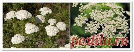 Это многолетнее растение, которое считают злостным сорняком и с которым очень тяжело бороться обладает целебными свойствами. Называется это растение - сныть. О рецептах для лечения, как хранить и как заготавливать сныть Вы узнаете из видео урока "Тысячелистник и сныть".