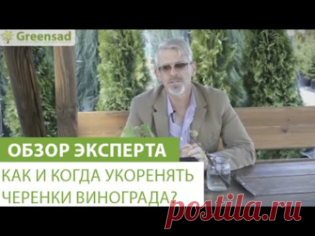 Как и когда укоренять черенки винограда?