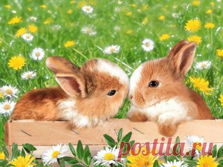 «Оригинал схемы вышивки "кролики" - Вышивка крестом» — карточка пользователя Ирина Б. в Яндекс.Коллекциях