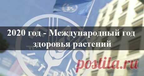 2020 год в мире объявлен годом здоровья растений: решение ООН
