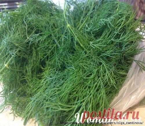 Заготовка укропа на зиму разными способами.