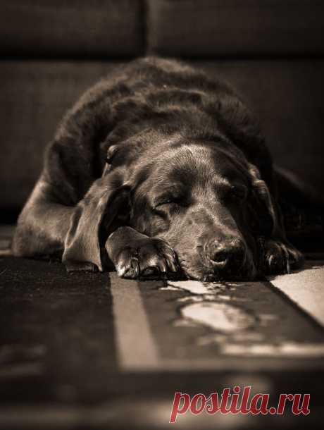 500px / Nap time by Chad Briesemeister