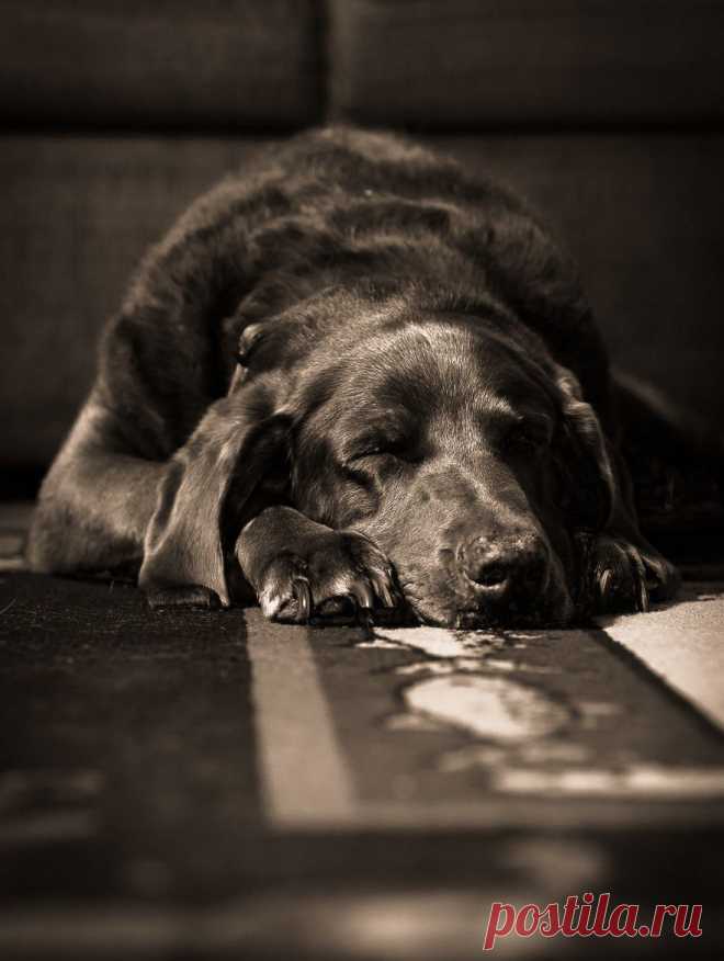 500px / Nap time by Chad Briesemeister