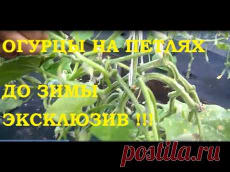 Огурцы на петлях до зимы. Эксклюзив!