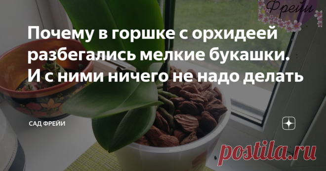 Почему в горшке с орхидеей разбегались мелкие букашки. И с ними ничего не надо делать Три года назад, когда только начала своё знакомство с выращиванием фаленопсиса в домашних условиях, я находилась на пути истинном. Мои орхидеи жили в прозрачных горшках с отверстиями, а поливала я их методом замачивания. Это потом уже начались эксперименты в выращивании с непрозрачной посудой и