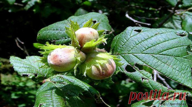 Всё самое модное, интересное и вкусное вы найдёте у perchica