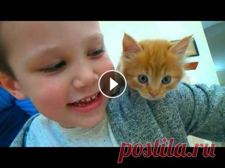 Кошечка Мурка покупаем питомца Максу и Кате ВЛОГ на рынке животных Все Видео Канала Mister Max: Спасибо, что смотрите мое видео! Ставьте лайки! Подписывайтесь на мой канал Канал моей сестренки Miss Katy Партнерка как ...
