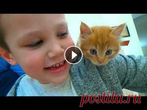 Кошечка Мурка покупаем питомца Максу и Кате ВЛОГ на рынке животных Все Видео Канала Mister Max: Спасибо, что смотрите мое видео! Ставьте лайки! Подписывайтесь на мой канал Канал моей сестренки Miss Katy Партнерка как ...