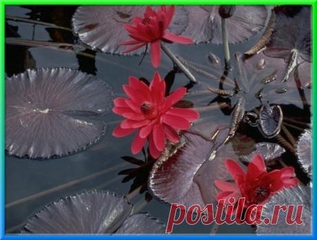 Фото Без названия. Альбом Кувшинки и Лотосы - 117 фото. Фотографии Ольга Дудина.