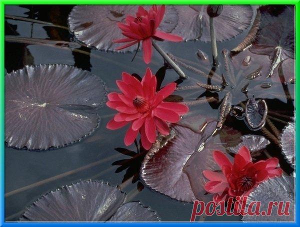 Фото Без названия. Альбом Кувшинки и Лотосы - 117 фото. Фотографии Ольга Дудина.