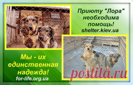 КИЕВ И ВСЕ УГОЛКИ МИРА!!!ПЛИЗ ПЕРЕПОСТ!!!!!
ДОРОГИЕ,НЕРАВНОДУШНЫЕ ЛЮДИ!
УМОЛЯЕМ - ПОМОГИТЕ!!!