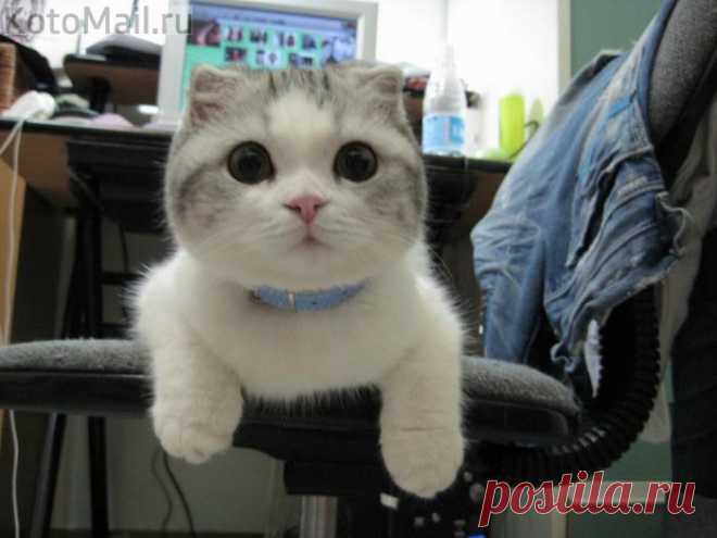 Няшный котик